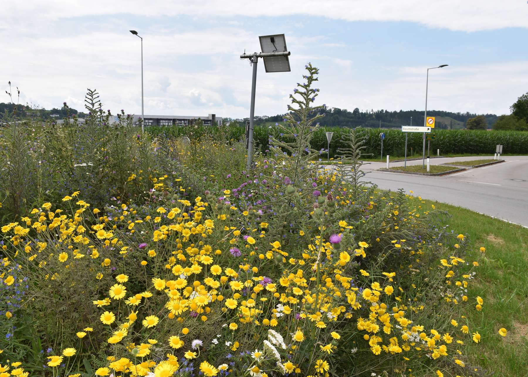 Kreisverkehr Marchtrenk © Bienenzentrum OÖ Kreisverkehr Marchtrenk © Bienenzentrum OÖ
