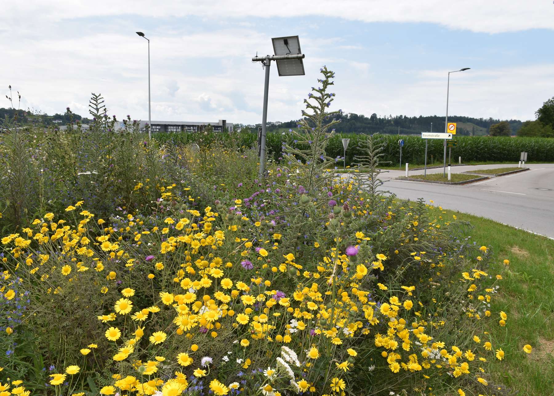 Kreisverkehr Marchtrenk © Bienenzentrum OÖ