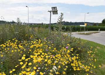 Kreisverkehr Marchtrenk © Bienenzentrum OÖ Kreisverkehr Marchtrenk © Bienenzentrum OÖ