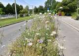 Straßenbegleitgrün in Linz.jpg Straßenbegleitgrün in Linz.jpg