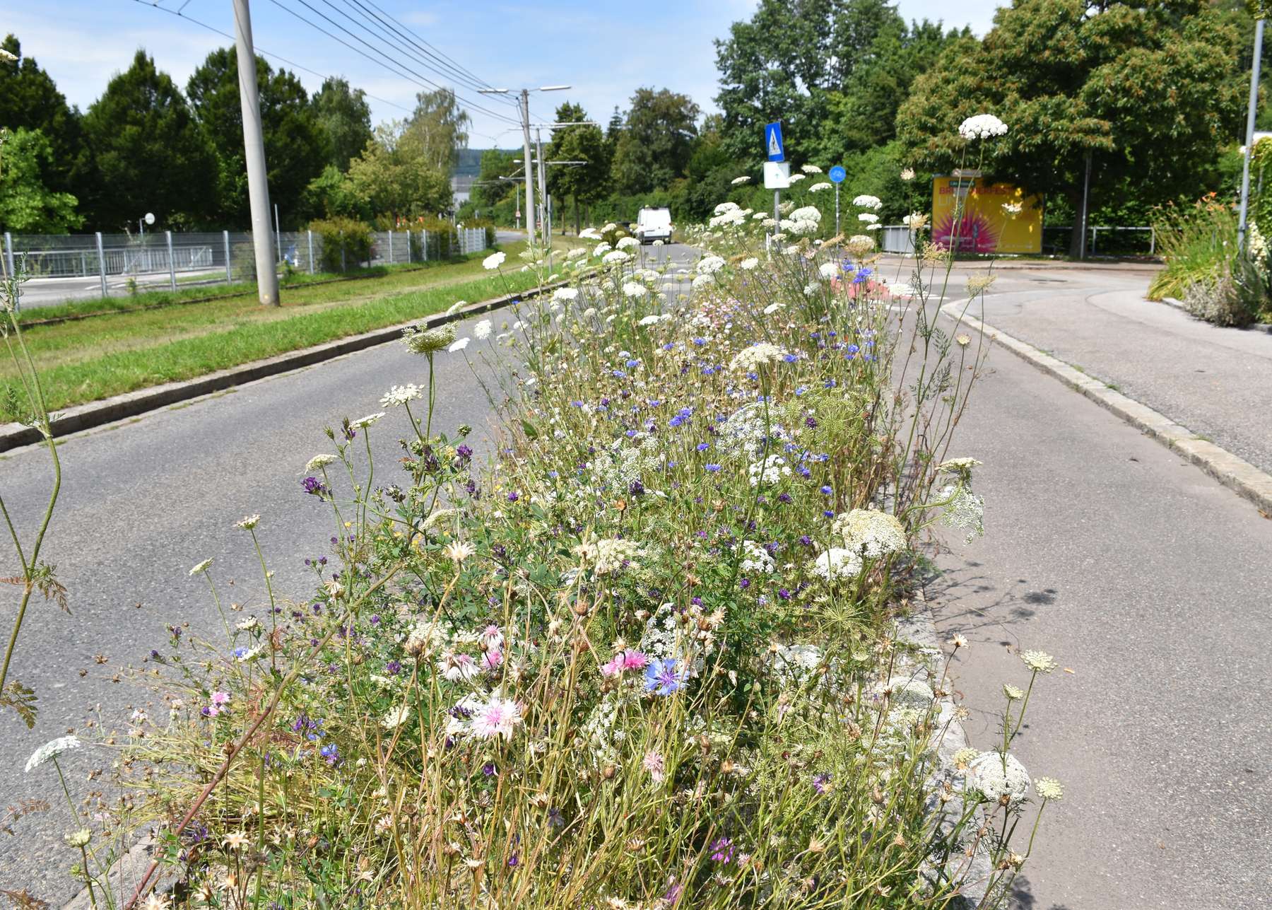 Straßenbegleitgrün in Linz.jpg Straßenbegleitgrün in Linz.jpg
