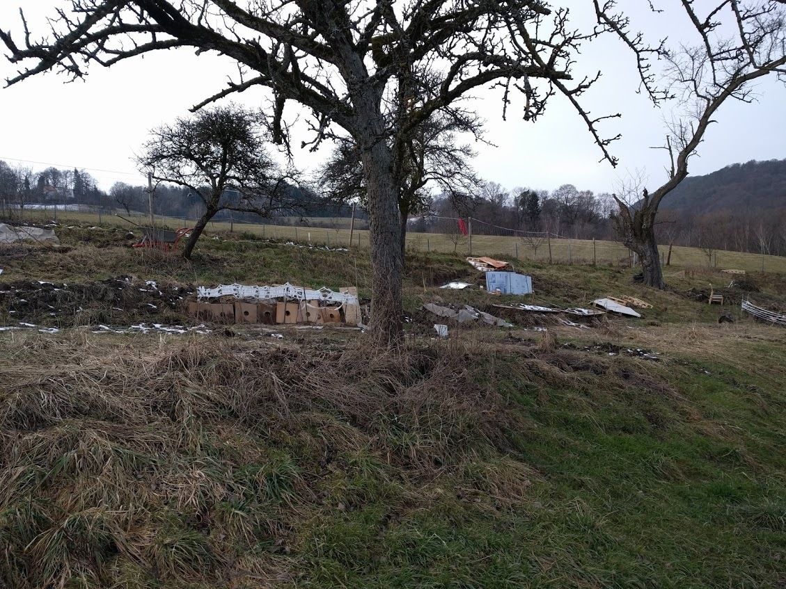 Alte Obstbäume.jpg Alte Obstbäume.jpg