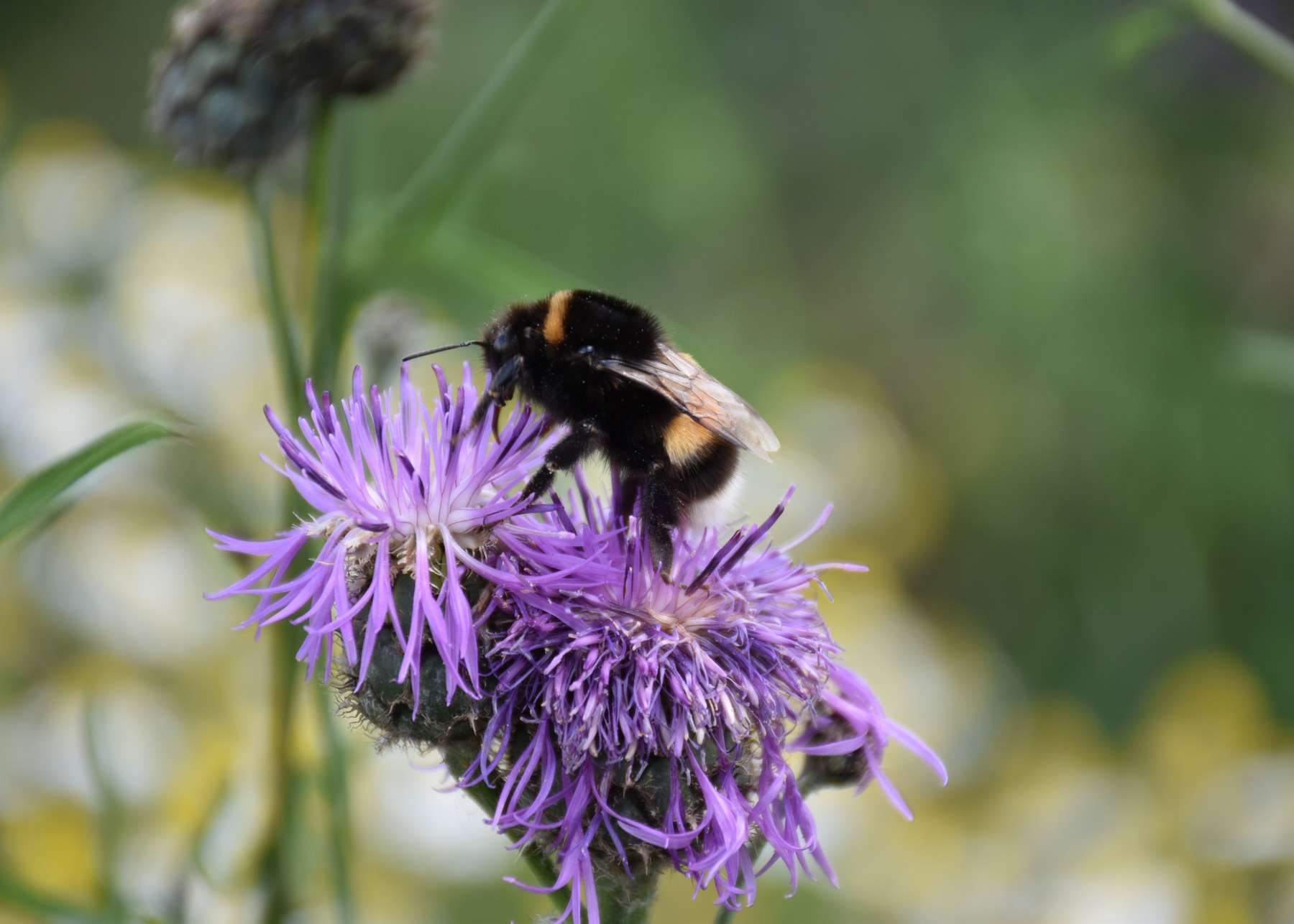 Hummel auf Wiesen-Flockenblume © Bienenzentrum OÖ Hummel auf Wiesen-Flockenblume © Bienenzentrum OÖ