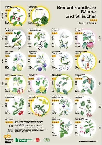 Plakat Bienenfreundliche Bäume und Sträucher. .jpg Plakat Bienenfreundliche Bäume und Sträucher. .jpg