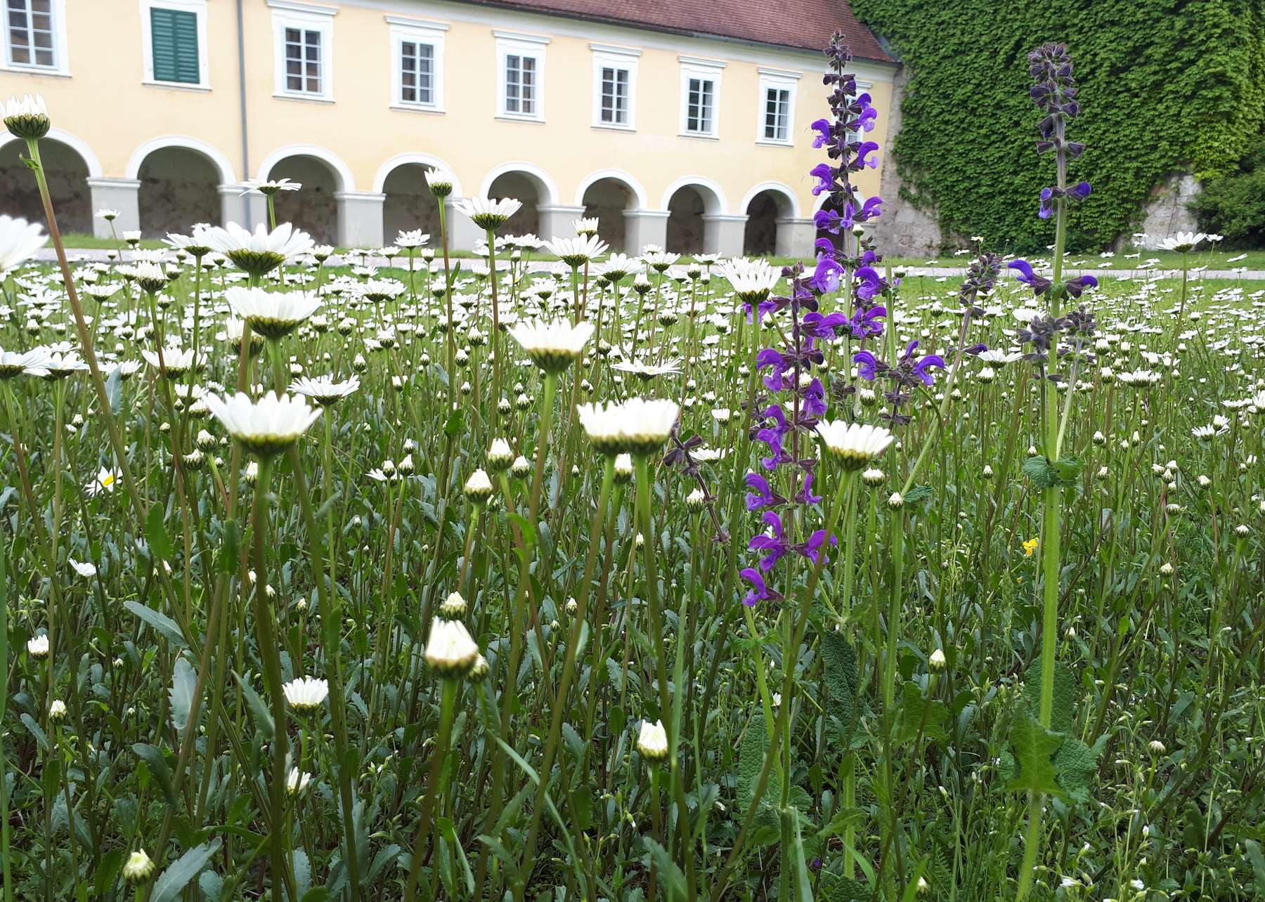 Bienenweide mit Salbei und Margerite Bienenzentrum OÖ 2.jpg Bienenweide mit Salbei und Margerite Bienenzentrum OÖ 2.jpg