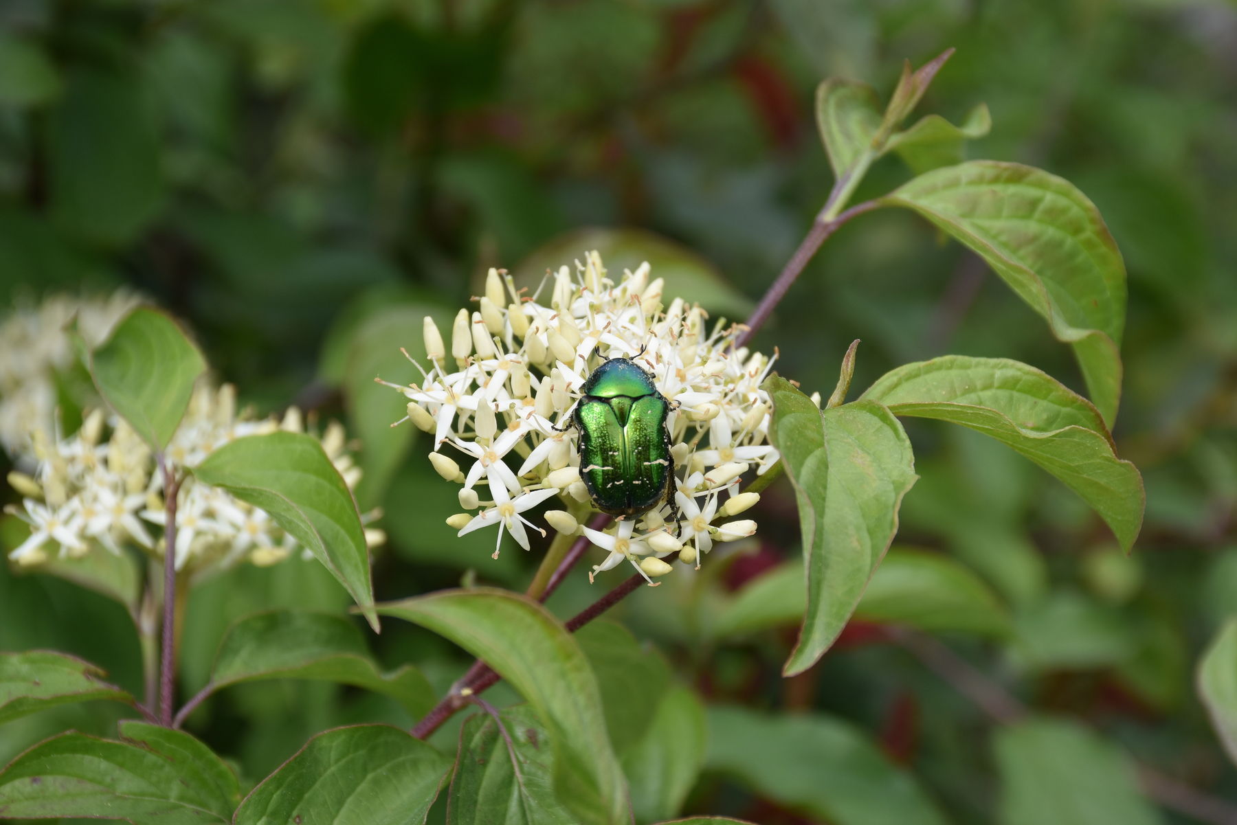 Käfer auf Hartriegel.jpg Käfer auf Hartriegel.jpg