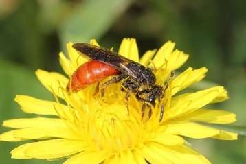 Riesenblutbiene S. Wanzenböck.jpg