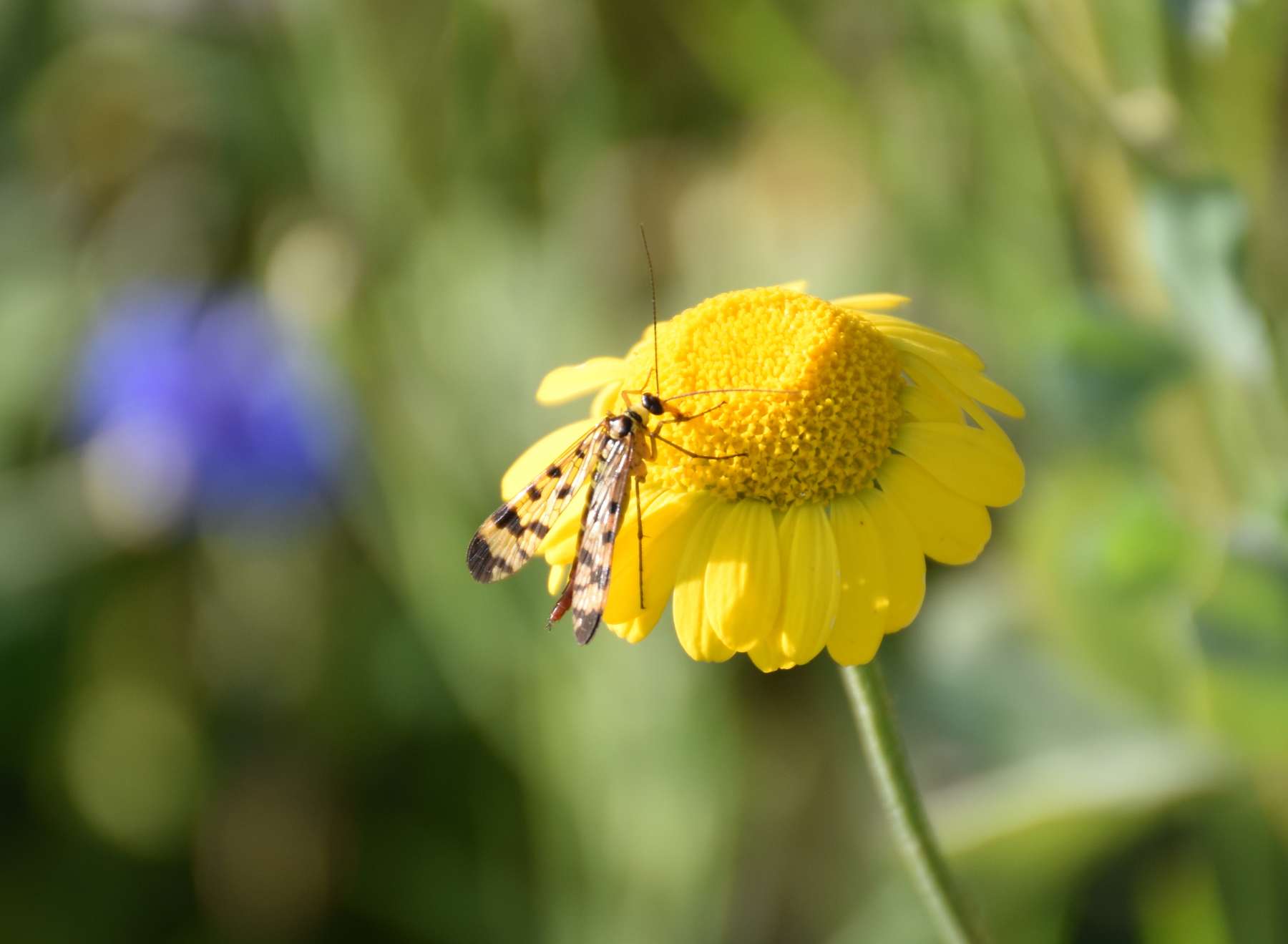 Nicht nur Bienen lieben die Färberkamille Bienenzentrum OÖ.jpg Nicht nur Bienen lieben die Färberkamille Bienenzentrum OÖ.jpg