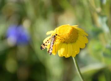 Nicht nur Bienen lieben die Färberkamille Bienenzentrum OÖ.jpg Nicht nur Bienen lieben die Färberkamille Bienenzentrum OÖ.jpg