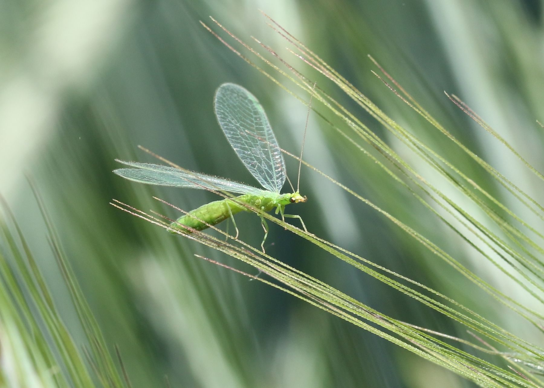 Florfliege auf Triticale Detail.jpg Florfliege auf Triticale Detail.jpg