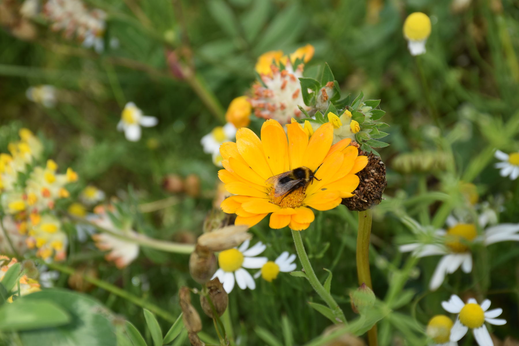 Hummel auf Ringelblume.jpg Hummel auf Ringelblume.jpg