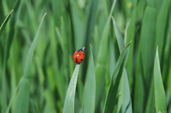 Marienkäfer.jpg Marienkäfer.jpg