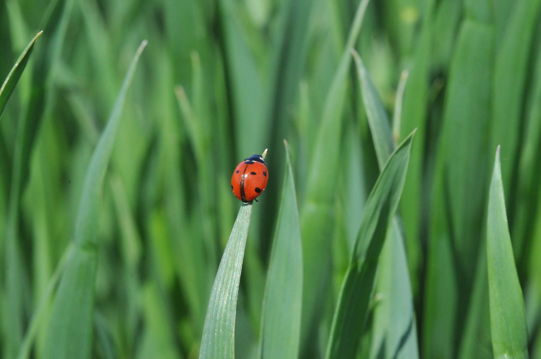 Marienkäfer.jpg Marienkäfer.jpg