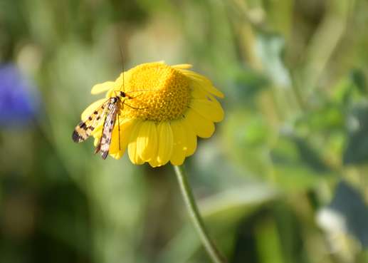 Nicht nur Bienen lieben die Färberkamille.jpg Nicht nur Bienen lieben die Färberkamille.jpg