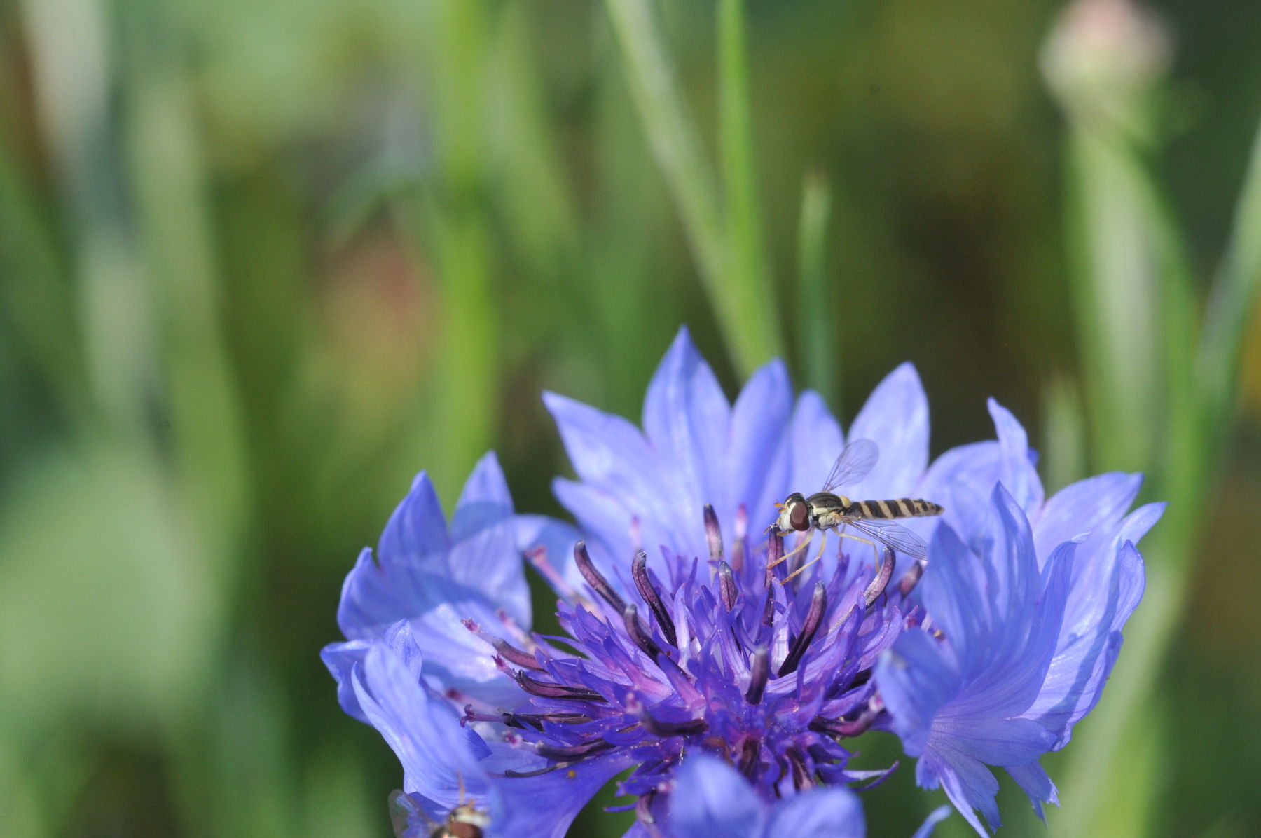 Schwebfliege auf Kornblume.jpg