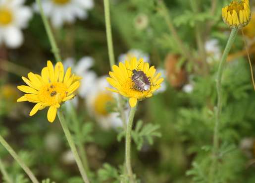 Wanze auf Färberkamile.jpg Wanze auf Färberkamile.jpg