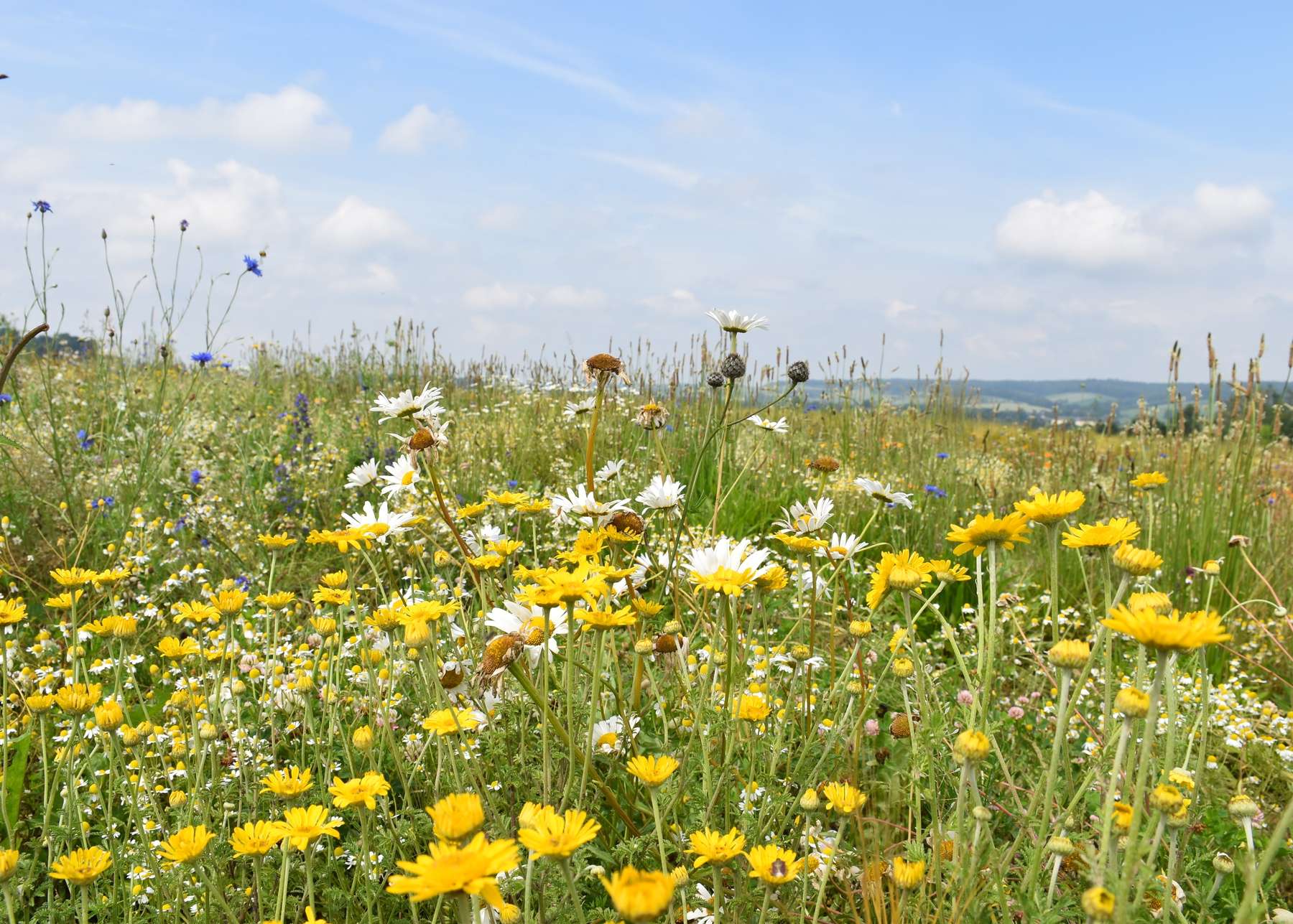 Blühflächen bringen für die blütenbestäubenden Insekten und Bienen hochwertigen Nektar und Pollen. 2021 sollen im Land wieder vielfältige Blühflächen erblühen.jpg Blühflächen bringen für die blütenbestäubenden Insekten und Bienen hochwertigen Nektar und Pollen. 2021 sollen im Land wieder vielfältige Blühflächen erblühen.jpg