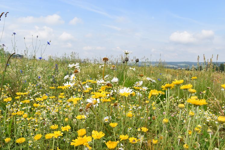Blühflächen bringen für die blütenbestäubenden Insekten und Bienen hochwertigen Nektar und Pollen. 2021 sollen im Land wieder vielfältige Blühflächen erblühen.jpg