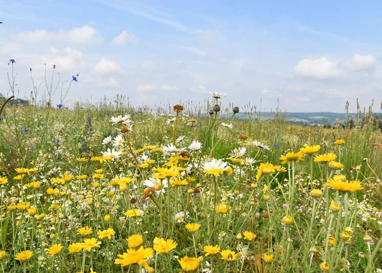 Blühflächen bringen für die blütenbestäubenden Insekten und Bienen hochwertigen Nektar und Pollen. 2021 sollen im Land wieder vielfältige Blühflächen erblühen.jpg