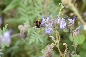 Auf den Blühflächen fühlen sich auch die Hummeln wohl..jpg Auf den Blühflächen fühlen sich auch die Hummeln wohl..jpg