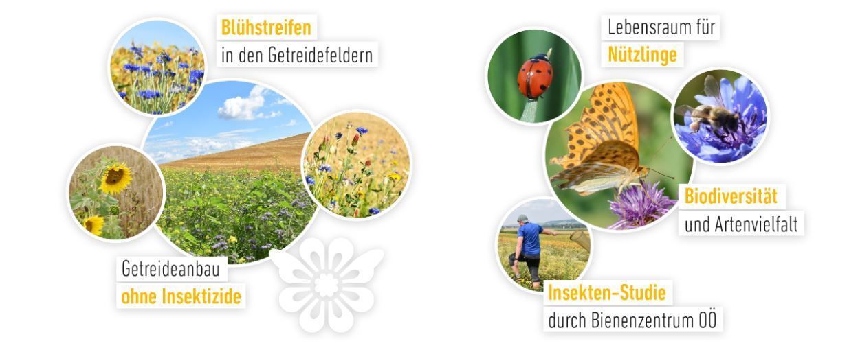 Grafik Homepage.jpg Grafik Homepage.jpg