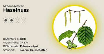 Haselnuss.jpg Haselnuss.jpg