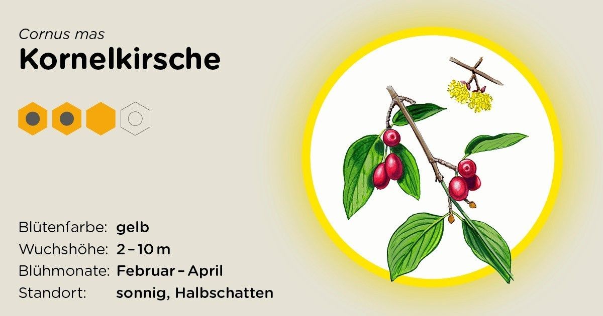 Kornelkirsche.jpg Kornelkirsche.jpg