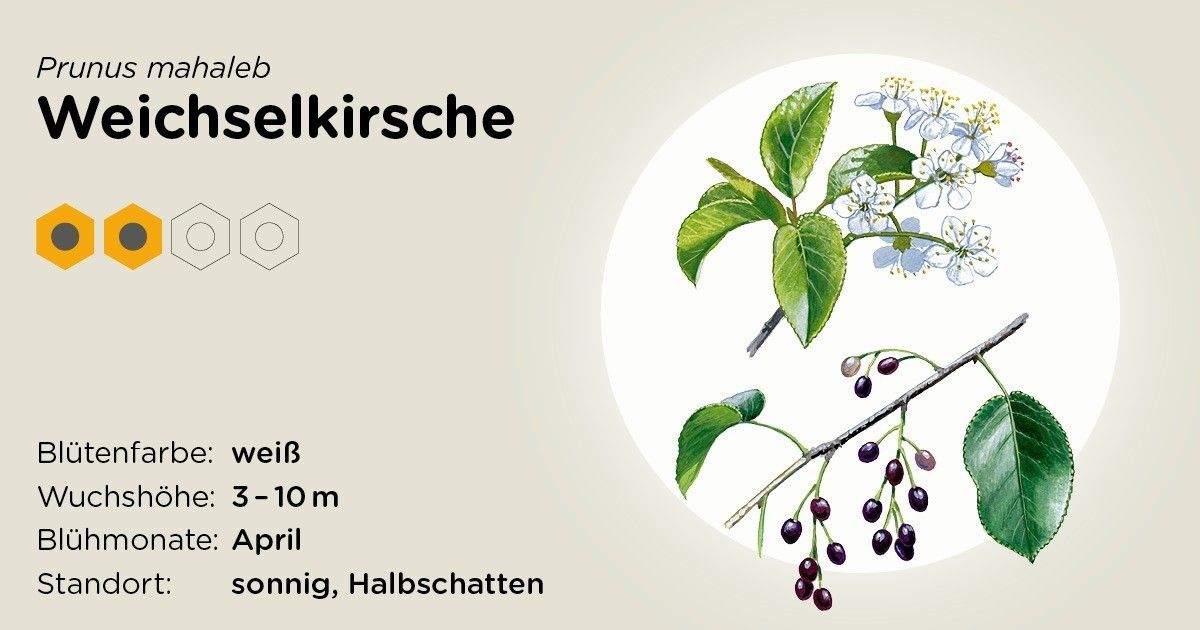Weichselkirsche.jpg Weichselkirsche.jpg