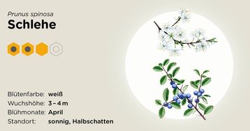 Schlehe.jpg Schlehe.jpg