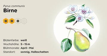 Birne.jpg Birne.jpg
