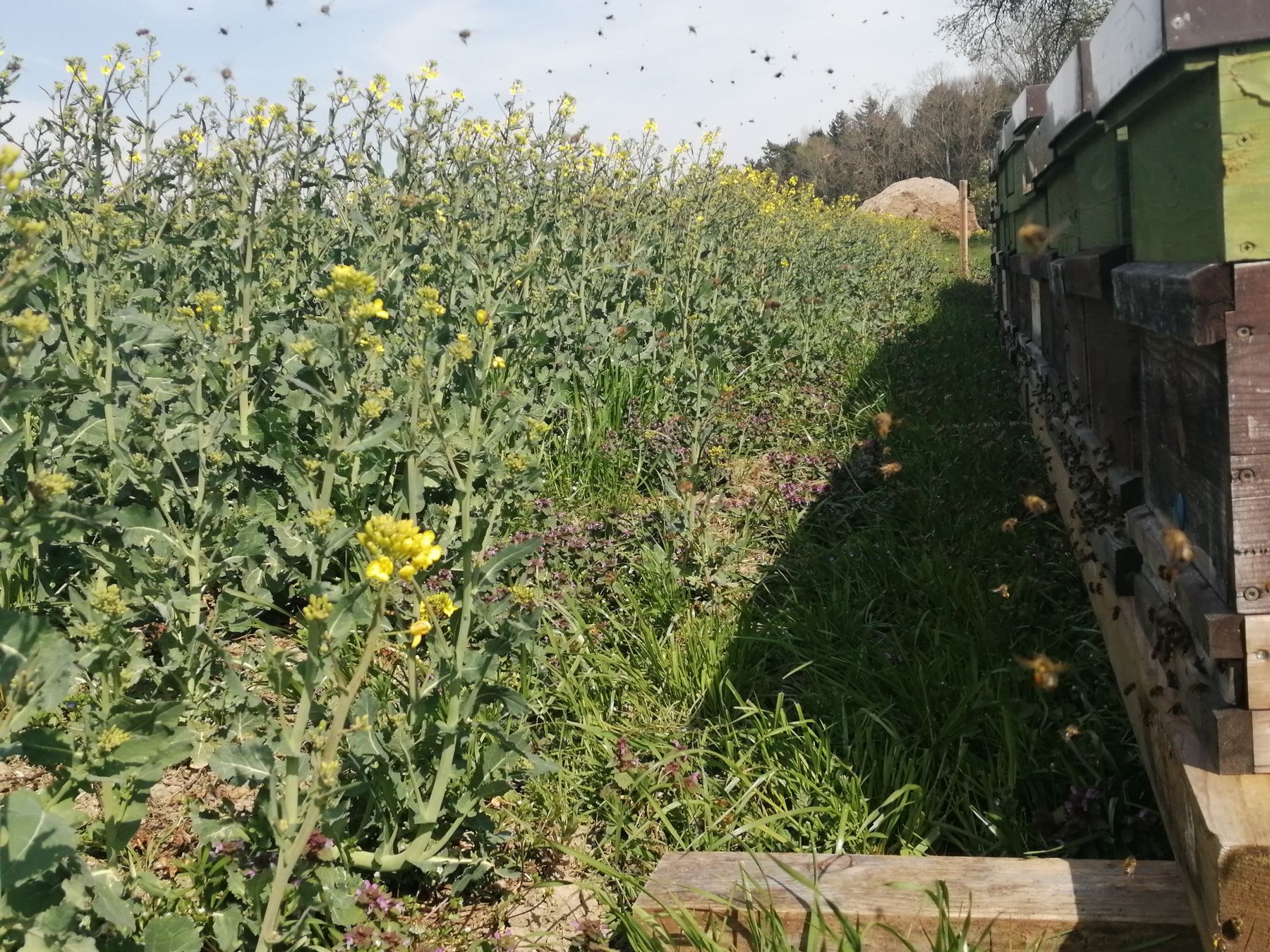 Honigbienen fliegen auf Raps!.jpg Honigbienen fliegen auf Raps!.jpg