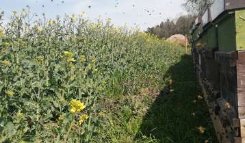 Honigbienen fliegen auf Raps!.jpg Honigbienen fliegen auf Raps!.jpg