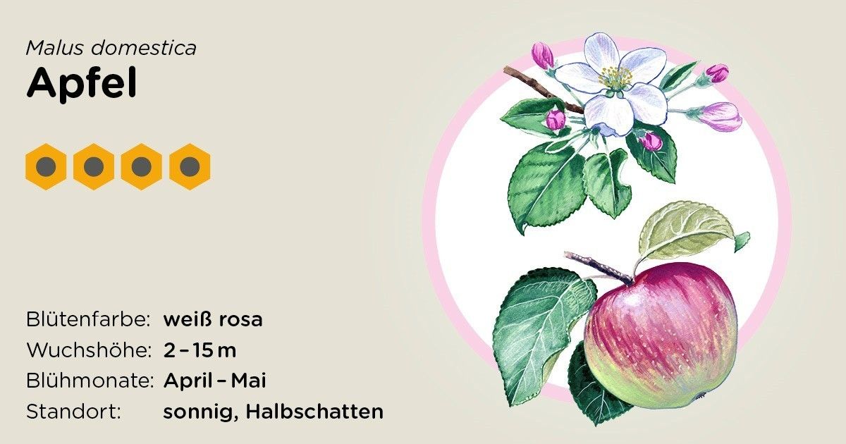 Apfel.jpg Apfel.jpg