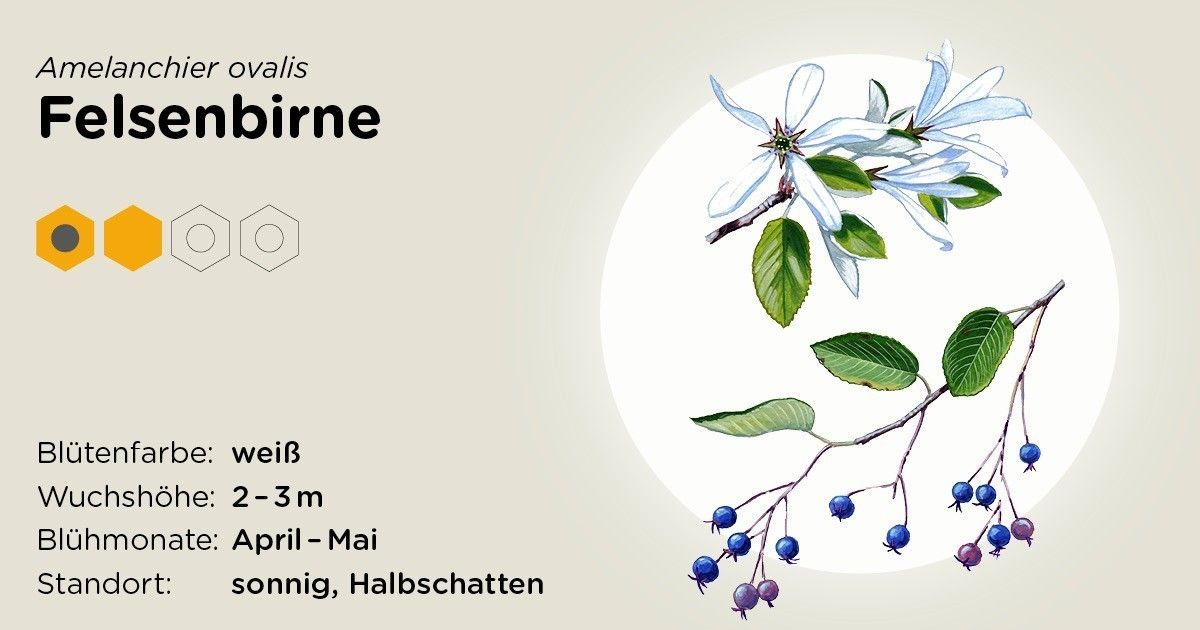 Felsenbirne.jpg Felsenbirne.jpg