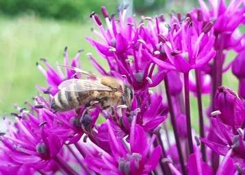 Honigbienen sorgen für eine optimale Bestäubung von Pflanzen © Bienenzentrum OÖ
