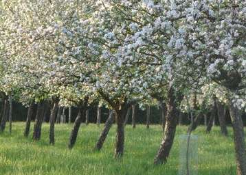 Obstbäume als Biodiversitäts-Hotspots.jpg