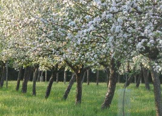 Obstbäume als Biodiversitäts-Hotspots.jpg