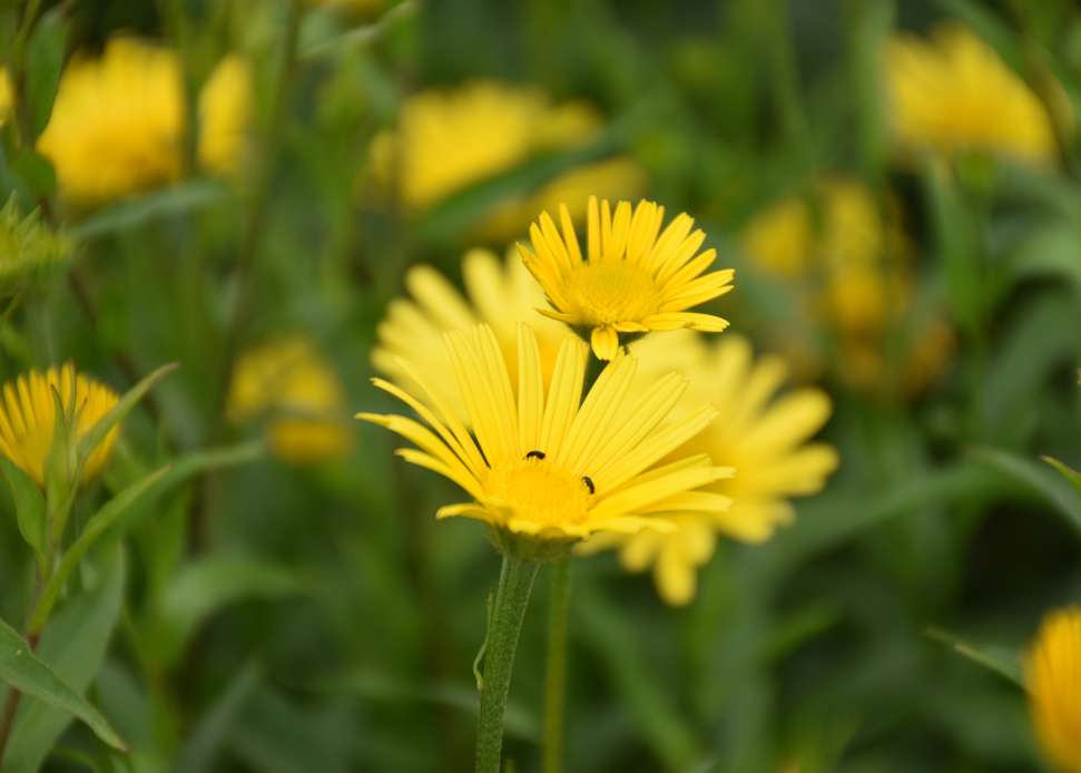 Nützlinge im Garten Naturschule Rabe bienenzentrum.at