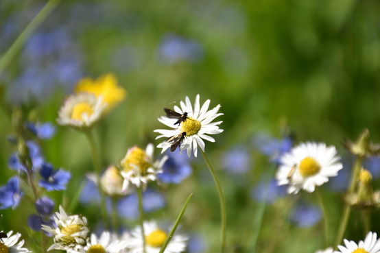 Insekten auf Blüte.jpg Insekten auf Blüte.jpg