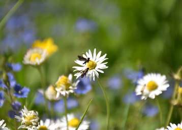Insekten auf Blüte.jpg