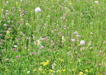 Biodiversitätsreiche Wiese.jpg Biodiversitätsreiche Wiese.jpg