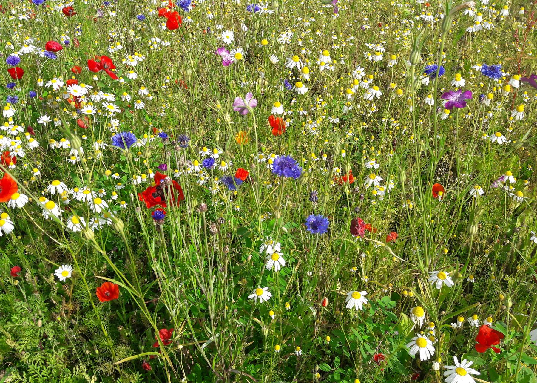 Blühfläche.jpg Blühfläche.jpg