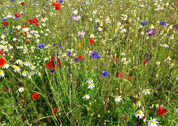 Blühfläche.jpg Blühfläche.jpg