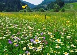 Blumenwiese.jpg Blumenwiese.jpg