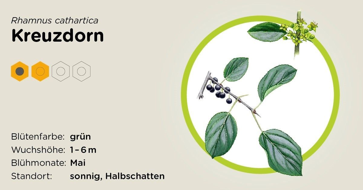Kreuzdorn.jpg Kreuzdorn.jpg