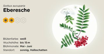 Eberesche.jpg Eberesche.jpg