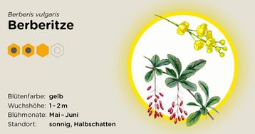 Berberitze.jpg Berberitze.jpg