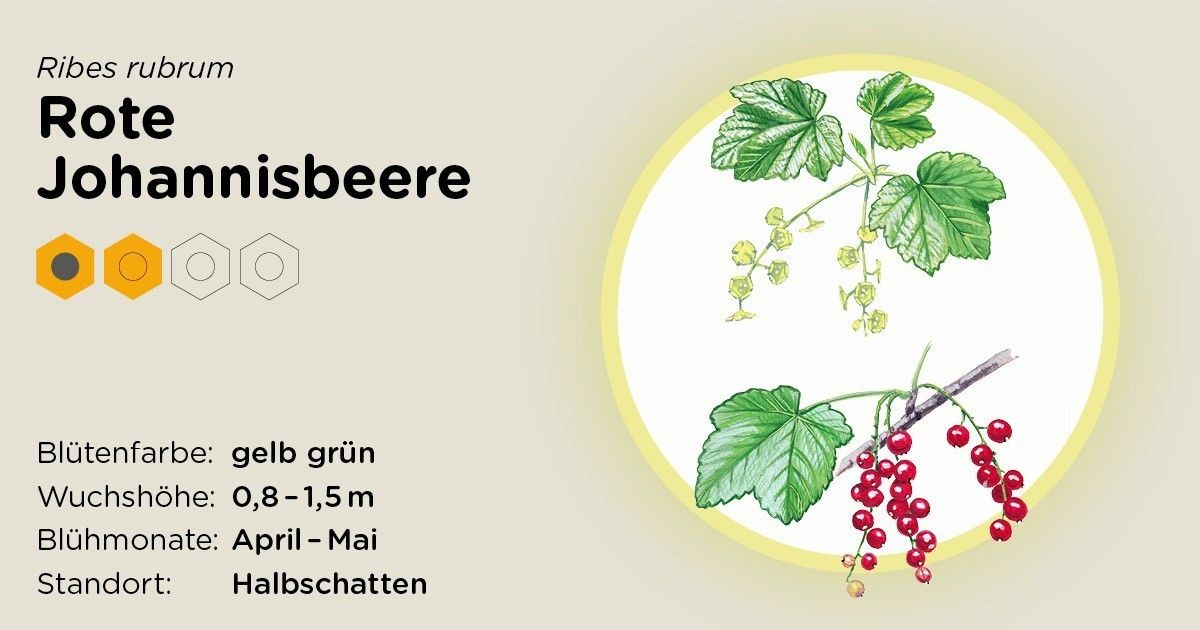 Rote Johannisbeere.jpg Rote Johannisbeere.jpg
