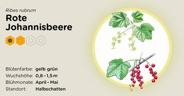 Rote Johannisbeere.jpg Rote Johannisbeere.jpg
