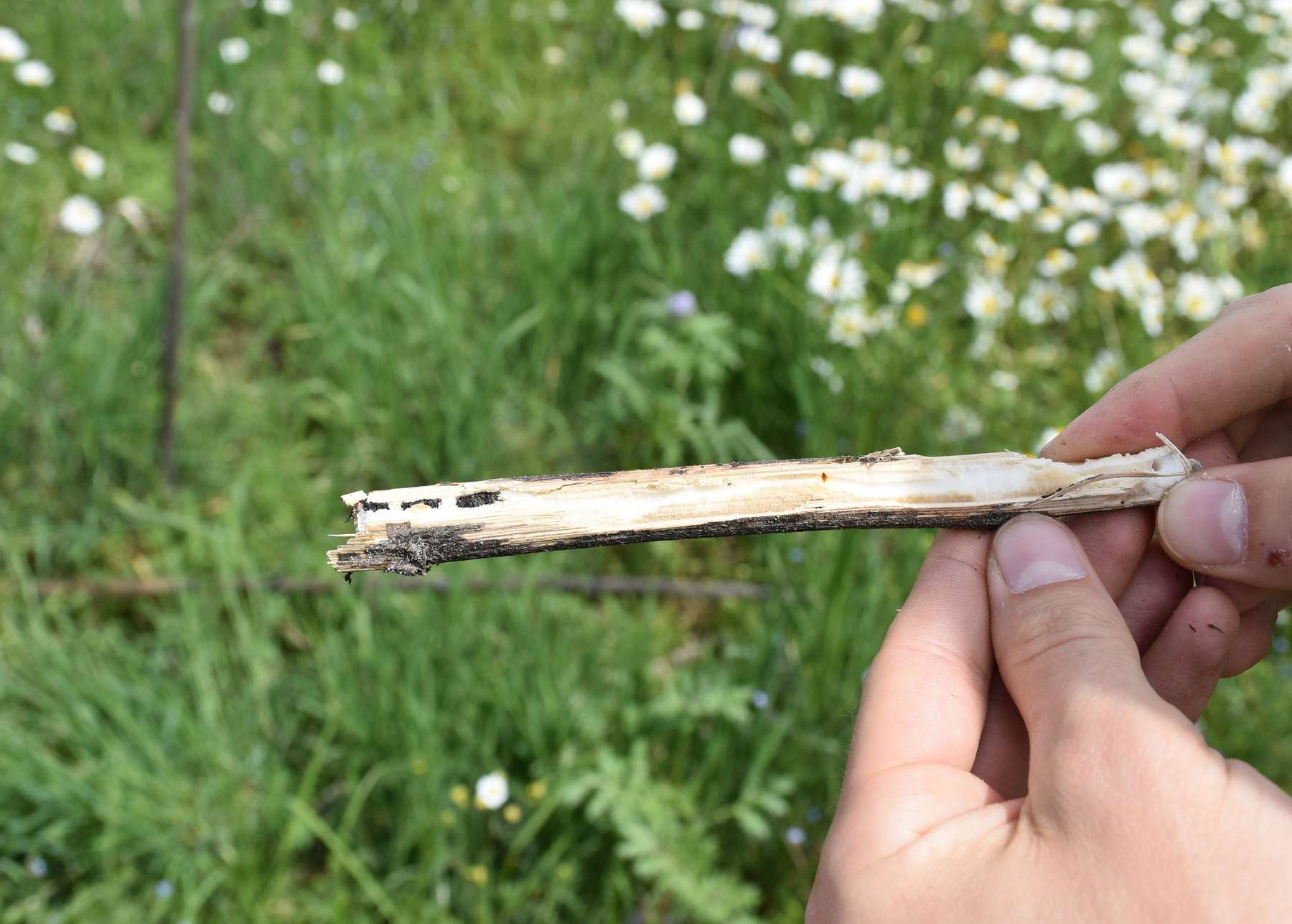 Nistgang einer parasitierenden Wespe, die ihre Eier in einen alten Sonnenblumenstengel gelegt hat..jpg Nistgang einer parasitierenden Wespe, die ihre Eier in einen alten Sonnenblumenstengel gelegt hat..jpg